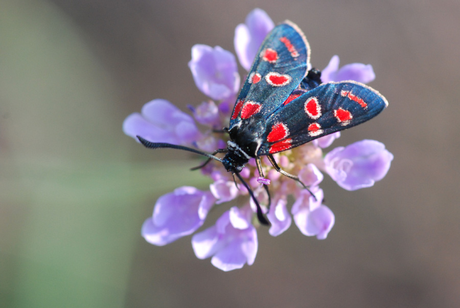 zigena da identificare